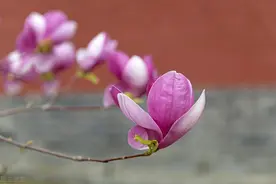 惊蛰滋阴，喝点玉兰花茶图片