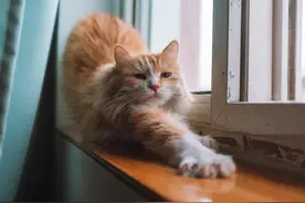 辟谣：猫咪炸毛就是发现危险了？这几个场景也会有炸毛现象图片
