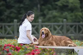 最爱“发脾气”的7种狗，喜欢到处惹是生非图片