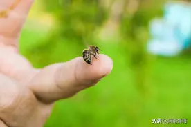 被蜜蜂蛰到怎么办？哪些反应是过敏，老蜂农教你正确处理图片