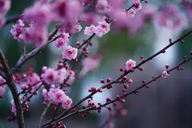 春天花开图片