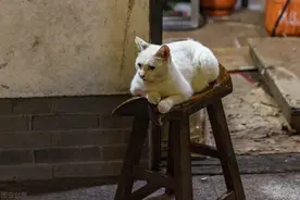 似猫非猫却捕杀猫，你听过“铁狸”吗？图片