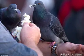 「赛鸽资讯」蜂蜜在赛鸽中的妙用图片
