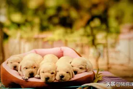 宠物母犬家庭生产注意事项图片