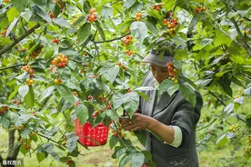 大樱桃管理技术措施，掌握栽培存在的问题及技术要点，做实果实率图片