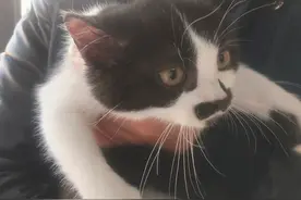 猫咪被领养时很不舍，没想到不久又被送回来，这可能就是缘分吧图片