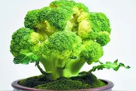 厨房蔬菜也能做“盆景”，分享十款简易蔬菜盆景的制作方法图片
