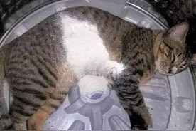 猫咪在洗衣机里睡觉，突然感觉身体一重，睁眼一看：活腻了吧？图片