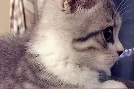屎已备好，还不来铲？--猫咪篇--｜持续更新，敬请关注图片