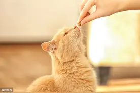 喂某宝爆款猫粮等于让猫慢性中毒？到底能不能吃？图片