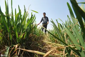 农业种植中，如何提高除草剂药效？这4个知识点不能忽略图片