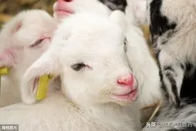 牛羊|养殖周热点（第9期）图片