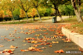 散文：秋叶落无声图片
