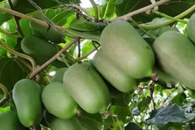 200元/斤？亩产2000斤？软枣猕猴桃种植效益有这么高吗？图片