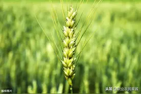 种麦后期遭遇下雨、连阴天，最头疼的三件事：蚜虫、赤霉病和倒伏图片