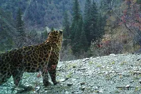 金钱豹来到雪豹地盘！咬死藏獒，霸占狼的猎物，追着黑熊满山跑图片