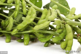 早熟毛豆栽培技术，具体有哪些内容呢，一起来看看图片