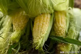 很多人用玉米须泡水喝，玉米须究竟对身体有啥好处？图片