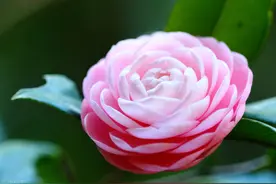 茶花开始冒花苞，养护“因地而异”，花苞才能顺利长大图片