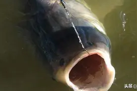 夏季垂钓鲢鳙，做好这几点，爆护也不难图片