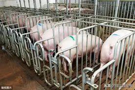万头规模的养猪场不断涌现，中小养殖户可从5个方面寻求机会图片
