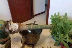 几分钱的“小药片”磨成粉，花盆浇一点，比多菌灵强，养花一级棒图片