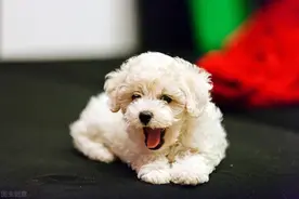 比熊犬的这五种表现，证明把你当作妈妈了图片