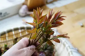 吃香椿时，到底要不要焯水？还好及时知道了，再也不敢乱吃了图片