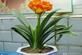 君子兰花朵“夹箭”长不出？学会四个急救法，花红箭高似火炬图片