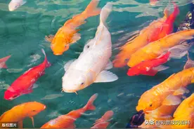 龙门系列连载1：3d定胆杀码法    好用的3d选号技巧，快收藏！图片