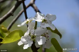 梨花为什么叫，寒食之花，清明之花？图片