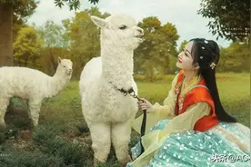 少女和羊驼图片