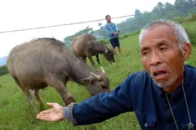 日本解决耕地撂荒问题的做法图片