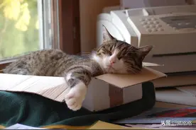 猫呕吐了怎么办？如何辨别猫咪是否需要就医？请收下这篇干货图片