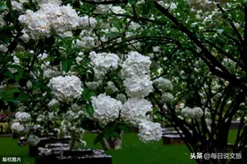 白色花海惊艳秦淮河，南京绣球花成片开放！图片