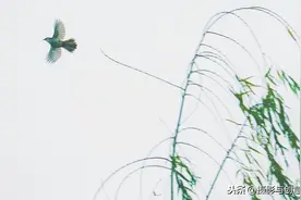两个黄鹂鸣翠柳，一行白鹭上青天图片