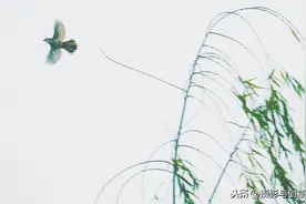 两个黄鹂鸣翠柳，一行白鹭上青天图片