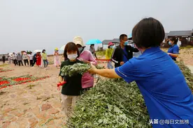 河南新密：千斤野生艾草拼成“健康平安”图片