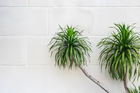 一种可以传家的植物——龙血树，家养龙血树养植方法全知道图片