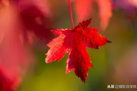 摄影咋用好色彩？这3个字方法，含4个技巧，摄影入门教程图片