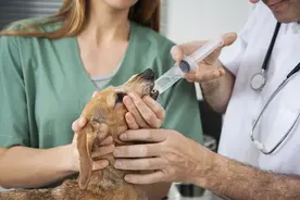 如何给狗喂药 家庭常备宠物药箱常识图片