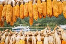 农民的好消息，玉米、小麦、水稻价格继续涨，附今日粮食价格图片