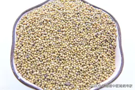 每天学习一味中草药化痰止咳1 温化寒痰之四----白芥子图片