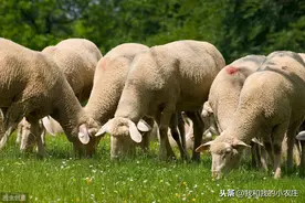 养羊生产中不可忽视的3种应激反应，做好这6点预防措施，效益增加图片