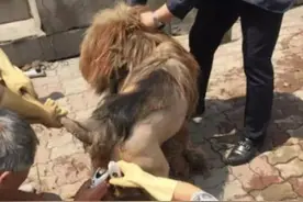主人为了贪便宜，自己给藏獒剃毛，看到最终效果后，脸上无光图片