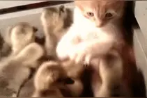 搞笑萌宠：猫主子掉进鸭子窝，有理说不清，太搞笑了图片
