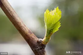 散文：在这个春天，草出芽了图片