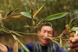 农村老话：“门前不栽竹，房后不栽树”，到底有什么道理？图片