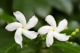 有院子露台就不要错过“开花王”，耐热耐寒，南北通吃图片