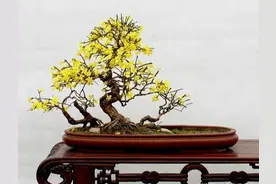 花卉课堂——压条繁殖的3种手法，简单易学，值得收藏！图片